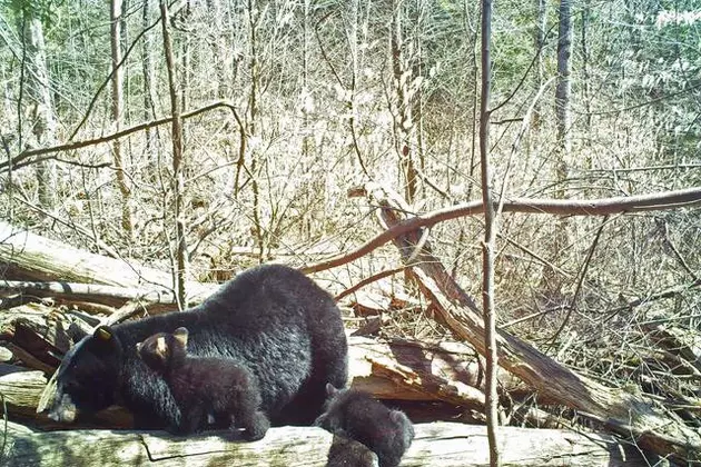 Awww! Look At Momma Bear + Her Cubs Coming Out Of Their Den in WNY!