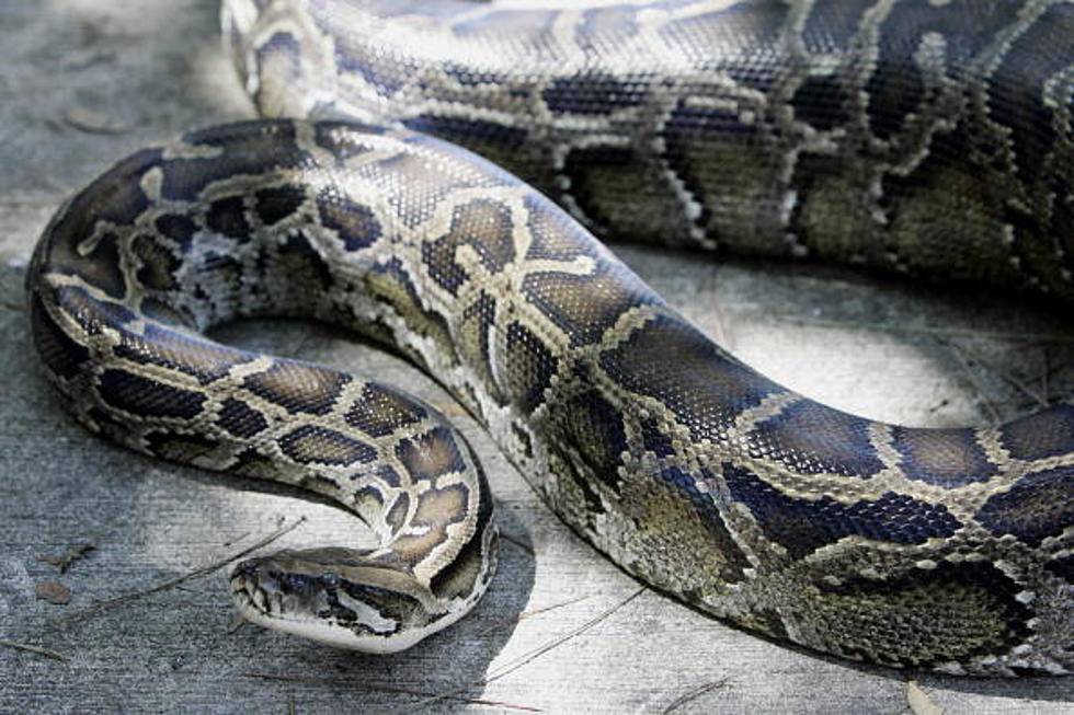 NSFW: Woman Gets Swallowed By Python in Indonesia