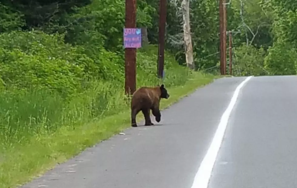 The Roaming Bear Has Been Hit By A Car in Amherst