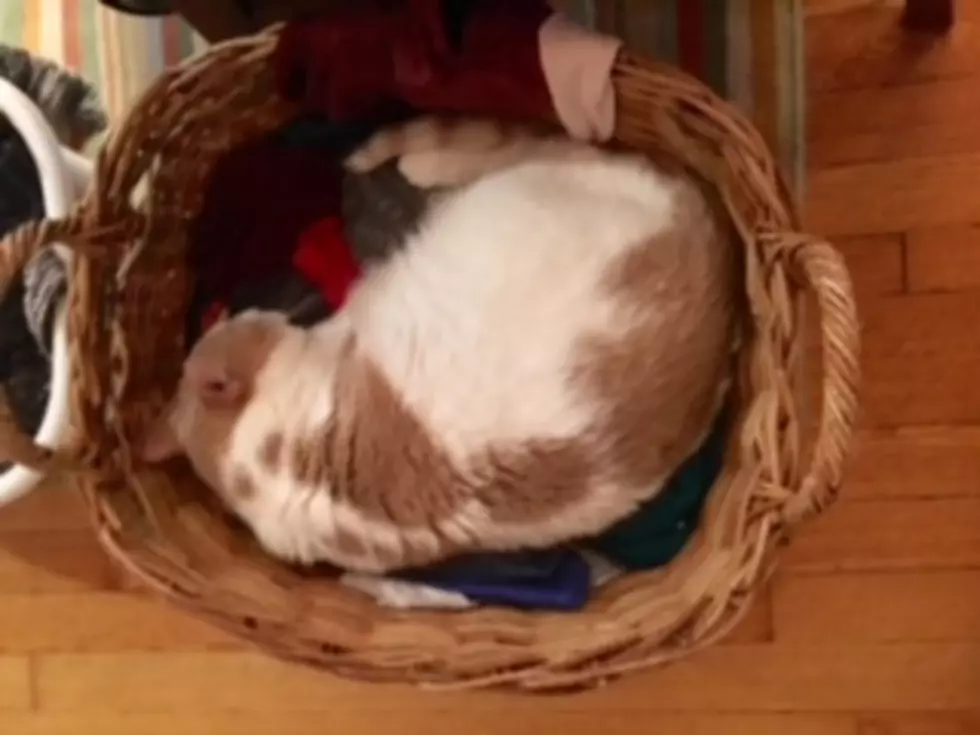 13 Annoying Things Cats Do, Because They Can