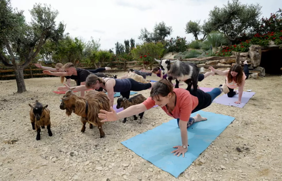 Goat Yoga is Coming To Buffalo