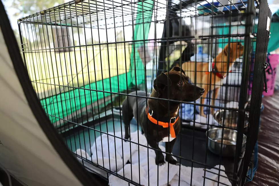Local SPCA Housing Hurricane Evacuated Animals