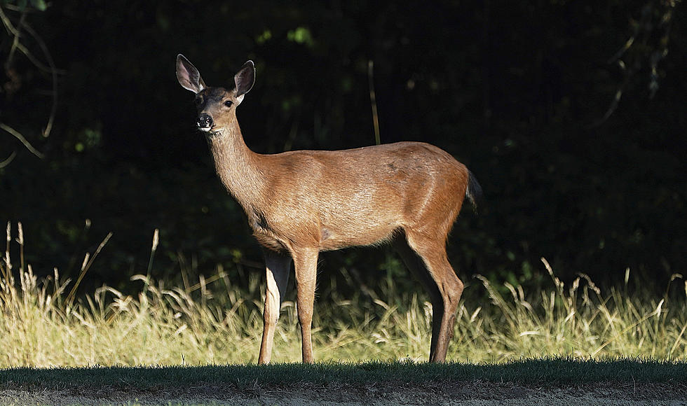 More Deer Are On The Roadways In New York