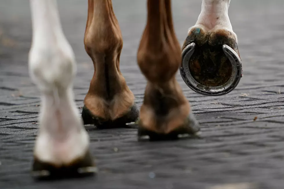 Miniature Horse Stops Traffic West Of Rochester