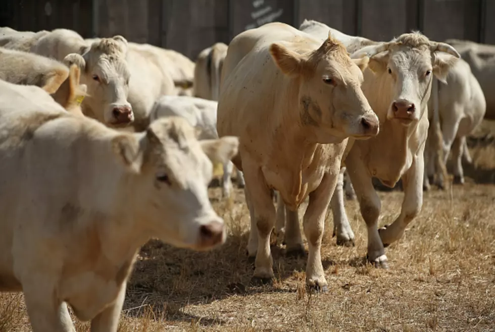 “Saxy” Serenade For Cows?