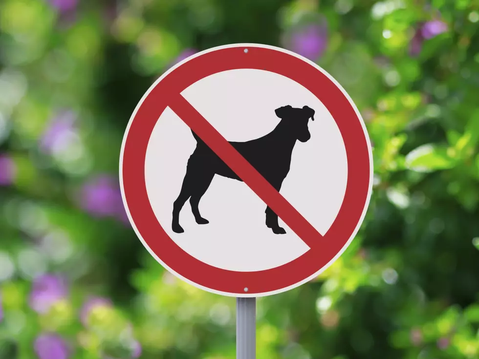 City Of Tonawanda Bans Dogs At Public Events, What Do You Think?