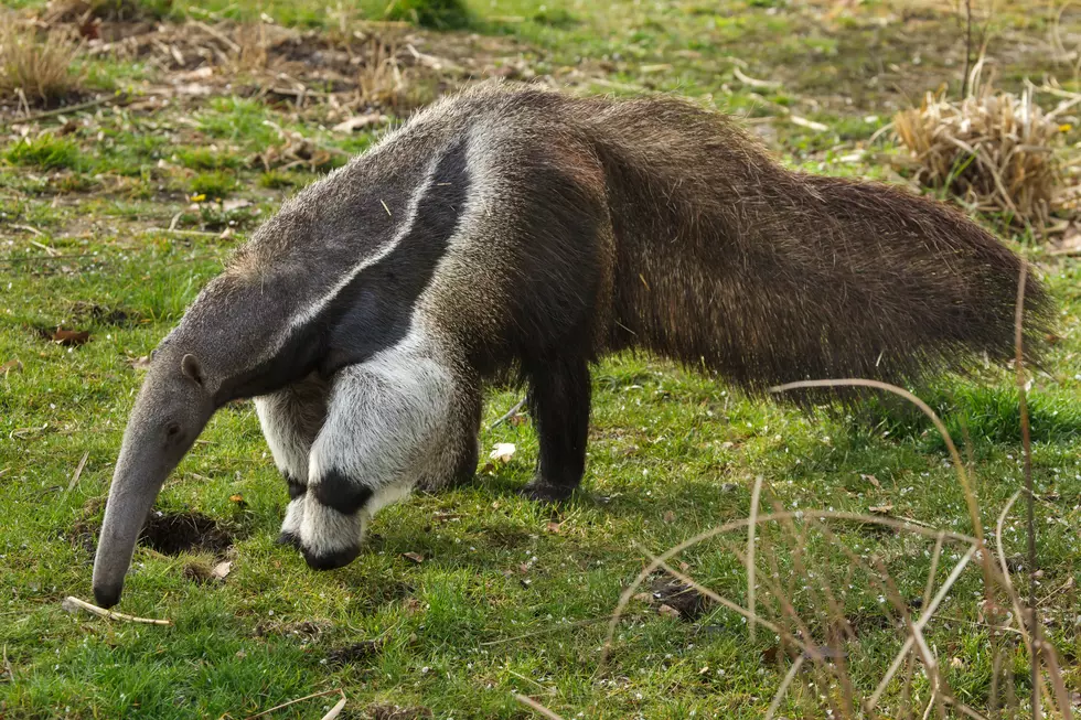 Buffalo Zoo Has A New Member, &#8216;Maria&#8217; A Giant Anteater