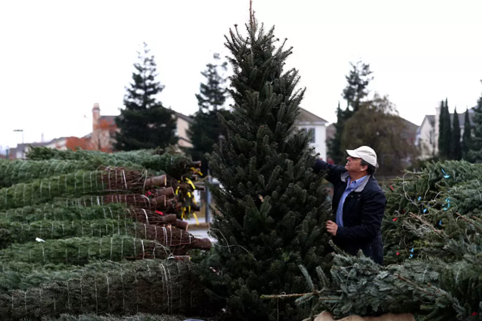 Here Is How To Find Local Christmas Trees In Western New York