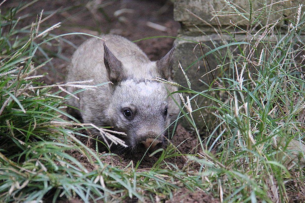 Wombats May Be Sharing Their Burrows in Australian Wildfires