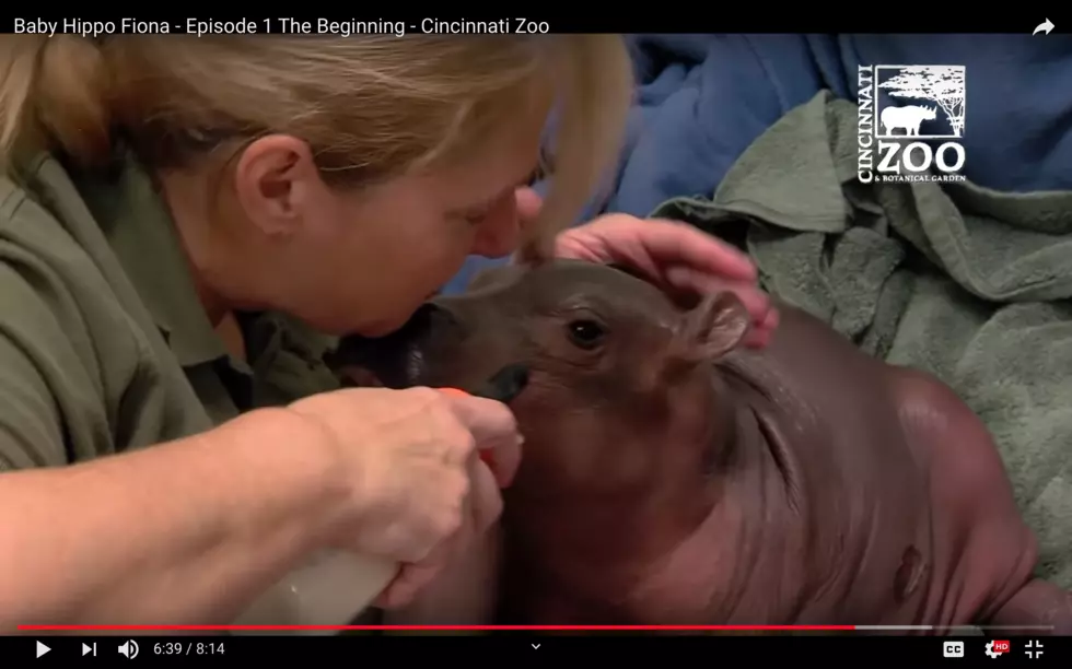 Cuteness Break: Baby Fiona the Hippo