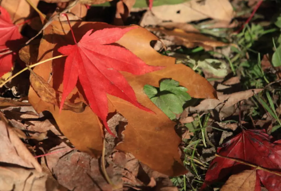 Autumn Starts Today, But Summer Returns Wednesday?