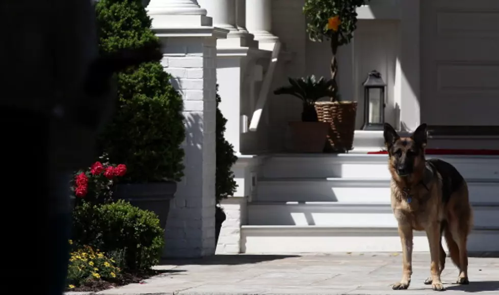 New White House Occupants Include A Rescue Dog: Tell Me Something Good