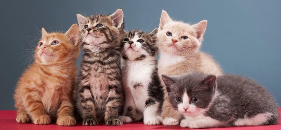 A Purr-Fect Fit Has Their 4th Annual 'Kitten Shower'