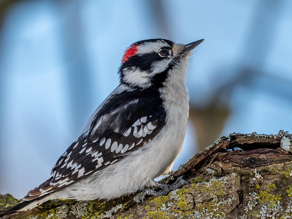 Most Commonly Seen Birds in Central New York