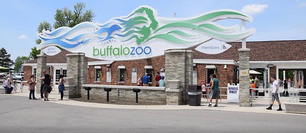New Addition To The Buffalo Zoo Family
