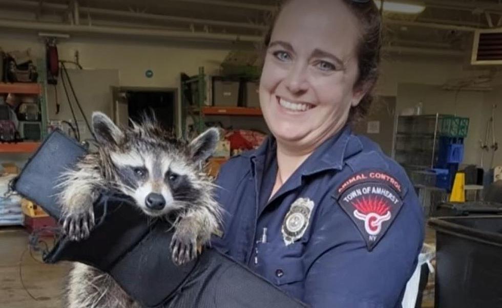 Animal Control Brings Joy To A 'Jailed' Raccoon In Amherst