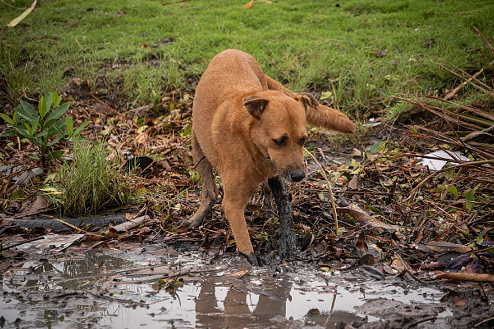 WNY Saving Shelter Animals From Hurricane Ida