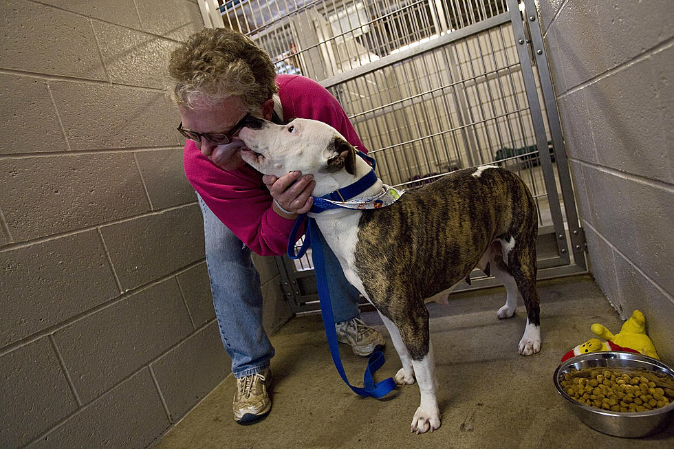 Erie Co. SPCA Pauses Adoptions Out Of Concern For Animals