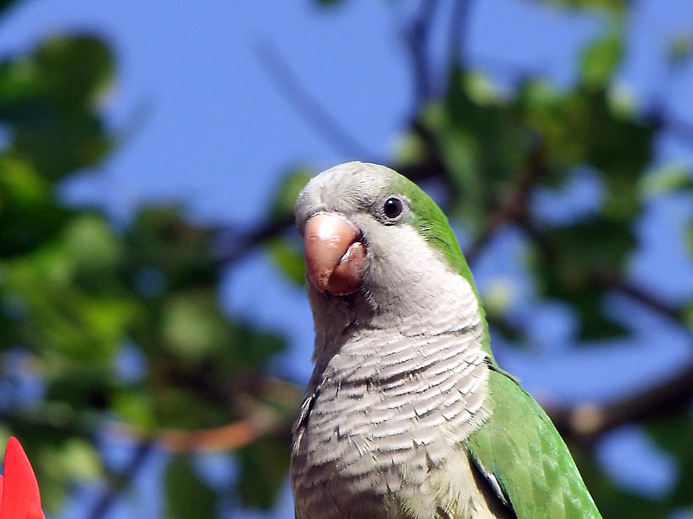 Strange Police Report: Two Birds Fight In WNY Street, Hold Up Traffic