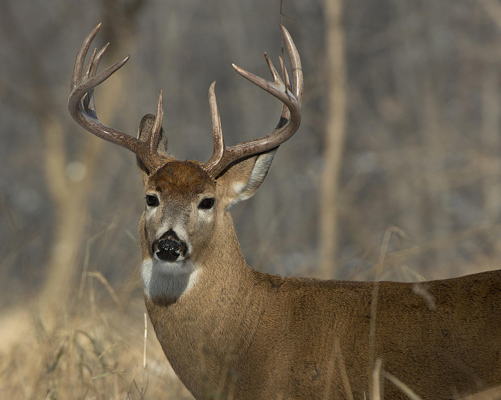 Trapped Deer In West Seneca, Rescued By Workers [VIDEO]