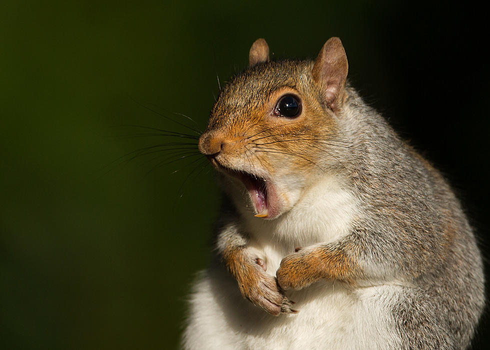 Crazy Looking Squirrel Spotting In Hamburg