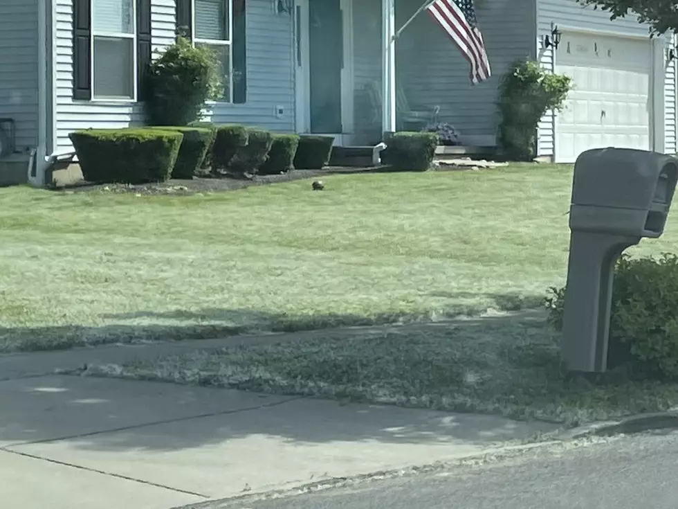 Buffalo’s Summer Snow Is Officially Here In Western New York