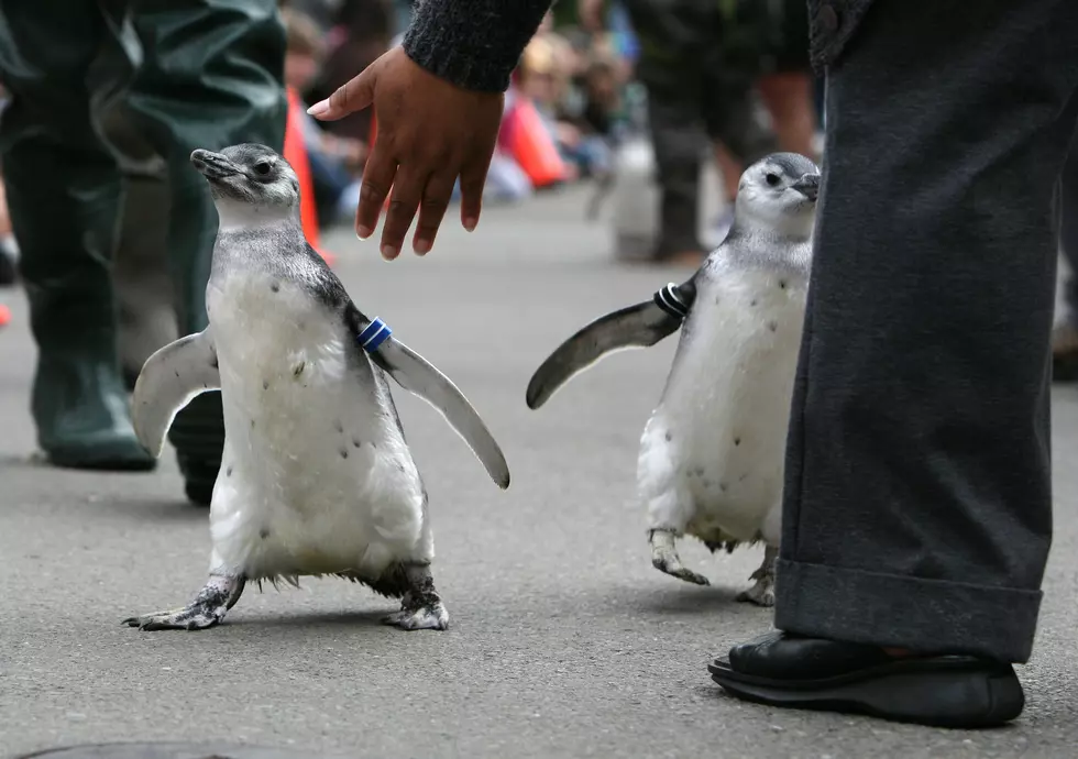 Help Name The Newest Penguin In Western New York