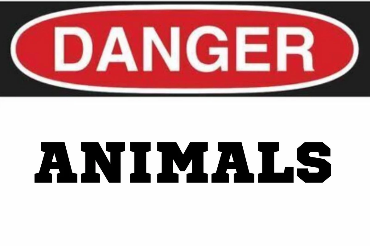 The Most Dangerous Animal In New York State?