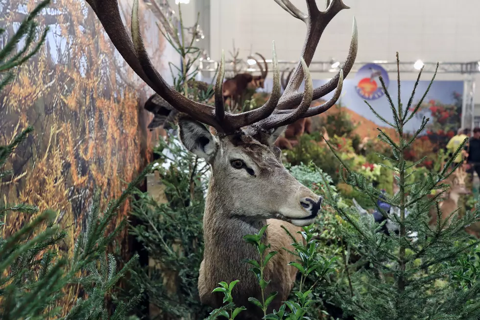 New York Hunter Busted For Illegally Killing Deer