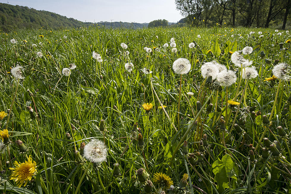 Why Are Lawns Overgrown Across New York State?