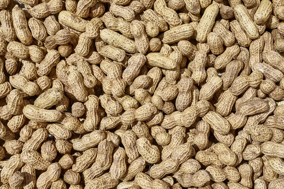 Sun drying peanuts.