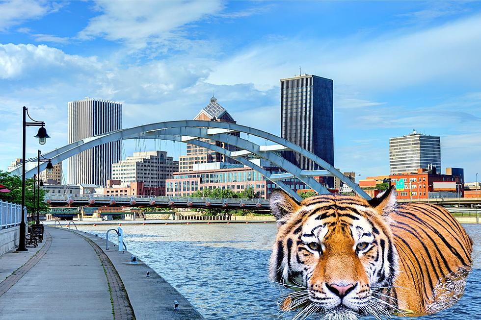 Is There A Tiger On The Loose In Rochester, New York?