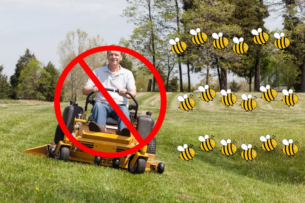 Why Are Some People Not Mowing Their Lawns In New York?
