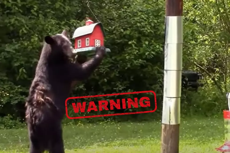WARNING: More Black Bears Spotted Near Homes In New York