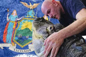 750 Pound Pet Alligator Moved From New York State