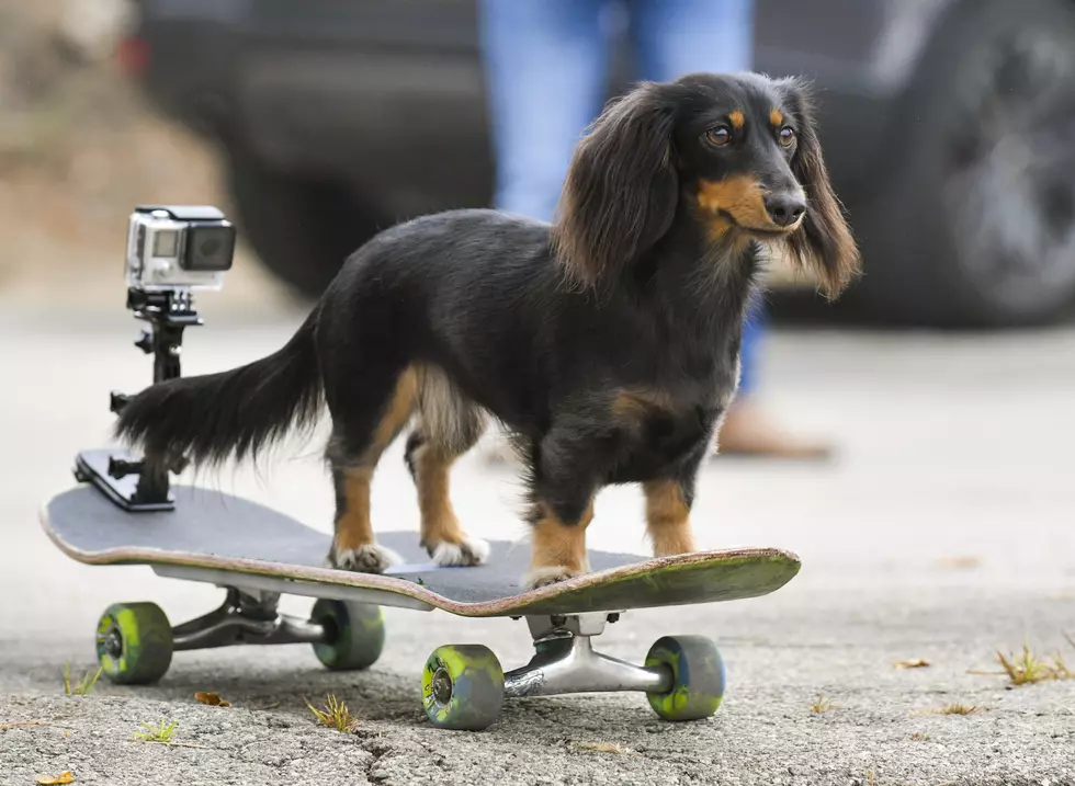 Brandon McMillan Of CBS's "Lucky Dog" And The Lucy Pet Foundation Dog Wave Truck Celebrate National Dog Day And Pawsitive Impact