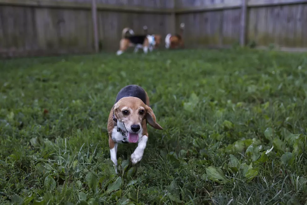 Beagles From Mass Breeding Factory Up For Adoption At Animal Rescue Center In Virginia