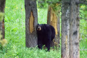 WARNING: Black Bear Activity Increasing Around New York