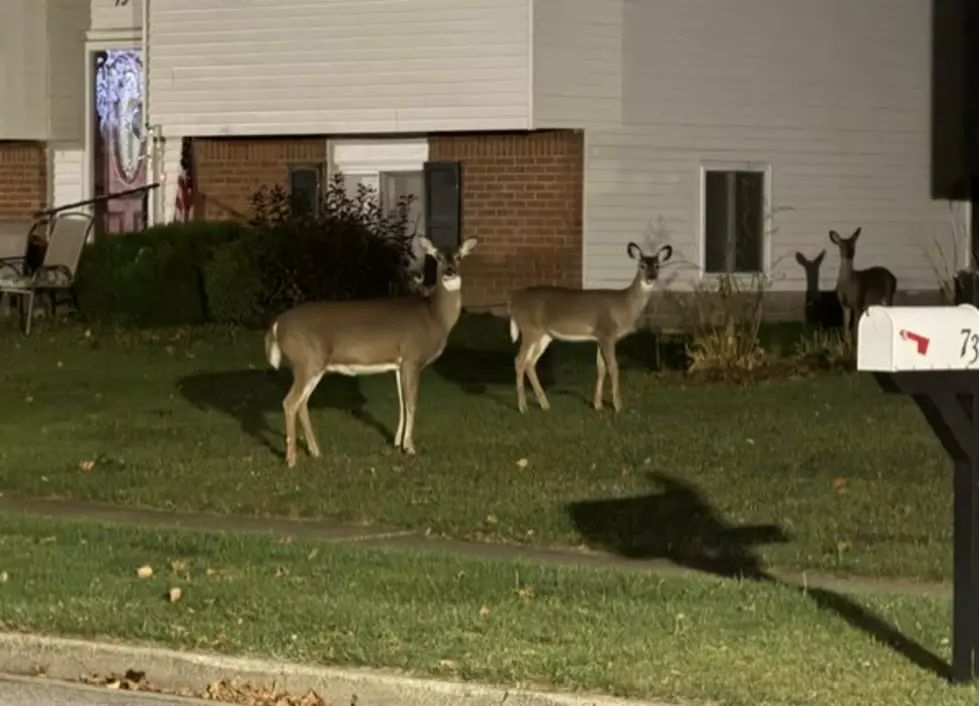 WARNING: Deer Activity Increasing In New York