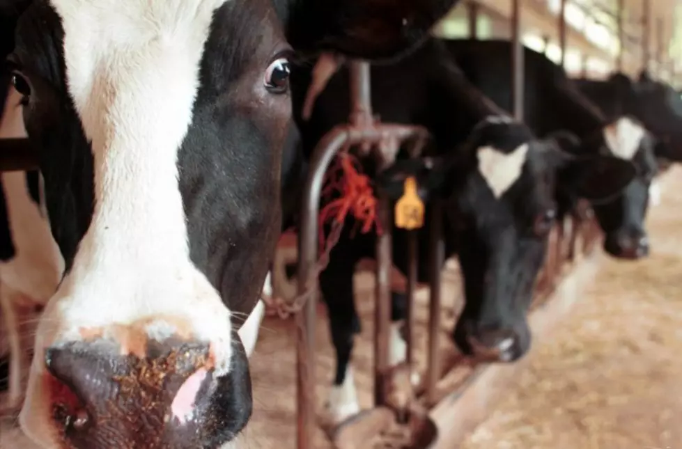 Farting Cows Blow the Roof Off Barn in Germany