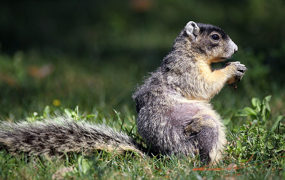 Watch As An Unlucky Snake Gets Bested By A Squirrel Who Begins to Eat Him [VIDEO