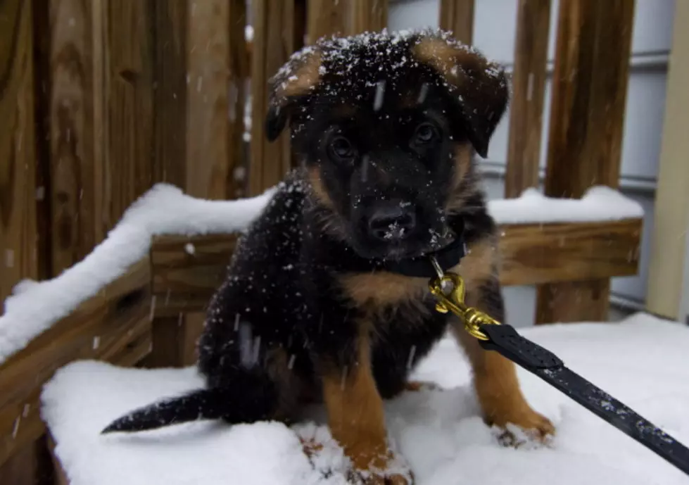 Your ‘Outdoor Dogs’ Could Die In Freezing Temps &#8211; Cold Weather Tips