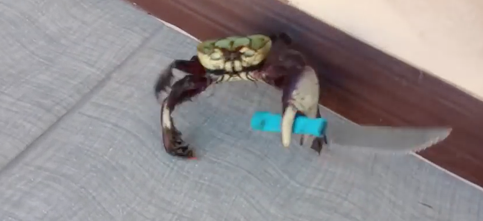 Video of a Knife Wiedling Crab Goes Viral [VIDEO]