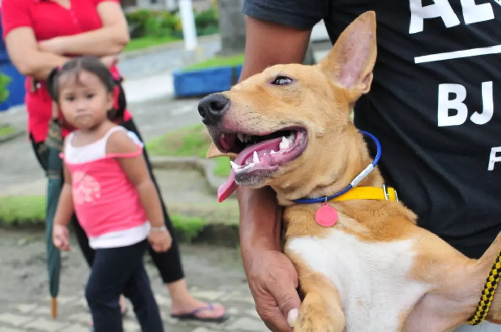 Animal Services To Offer Low-Cost drive-thru Rabies Vaccination Clinics