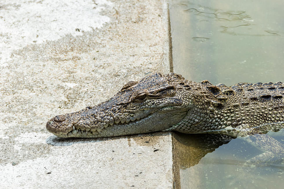 Yikes! Crocodile Bites Trainers Arm in Thailand