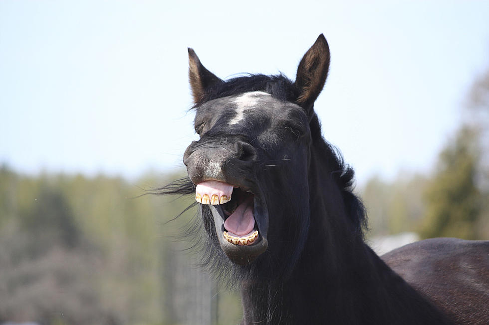 Kid Loses Control of Horse, Gets Thrown Off Onto Hood of Car