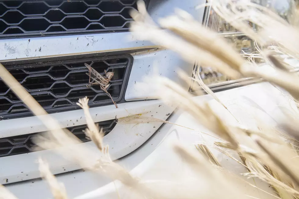 Ways To Remove Love Bugs From Your Vehicle