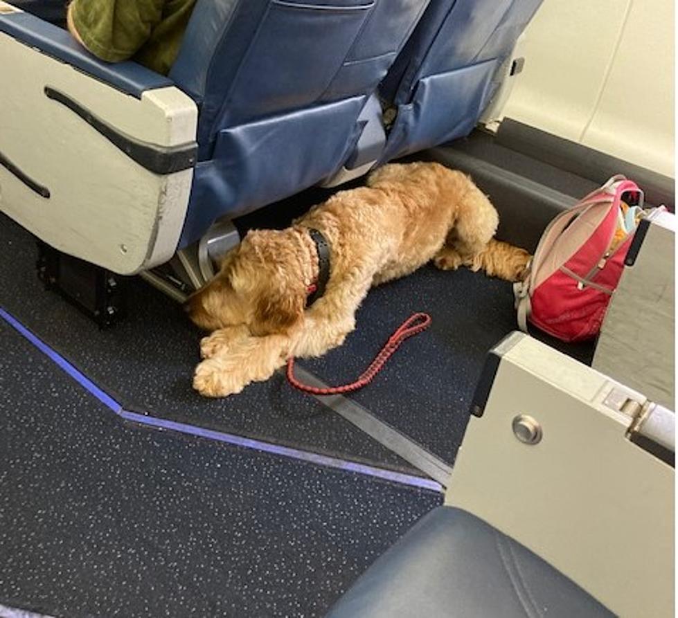 My Trip To Atlanta Was Like Animal Planet On Delta Airlines