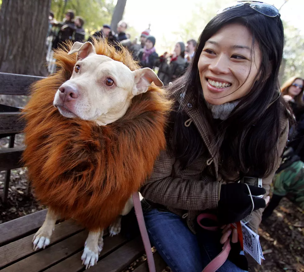 Masquerading Mutts March In Halloween Dog Parade