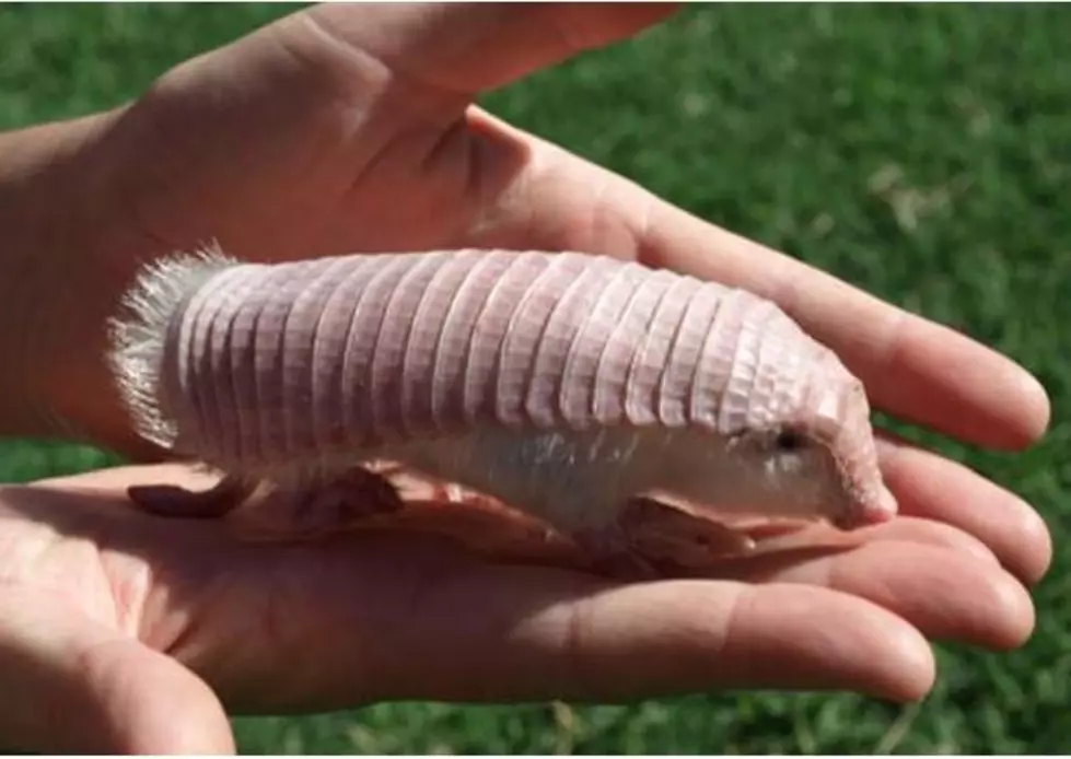 10 Animals You Never Knew Existed [VIDEO]